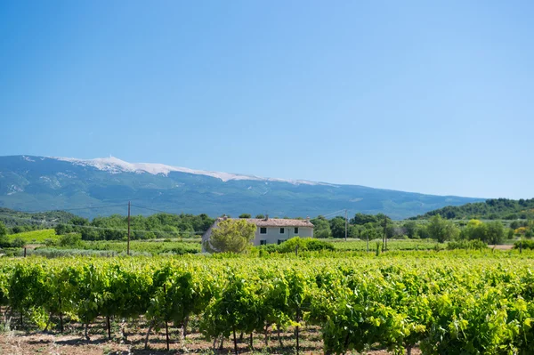 Vineyard in France — Stock Photo, Image