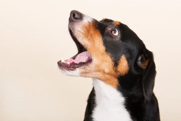 Portrait Sennen hund — Stock Photo, Image