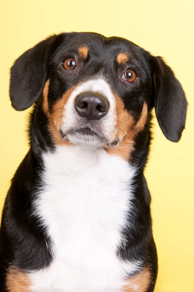 Portrait Sennen hund — Stock Photo, Image