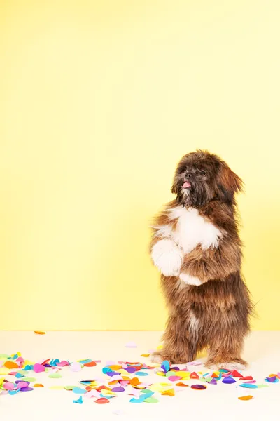 Lhasa Apso dançando — Fotografia de Stock