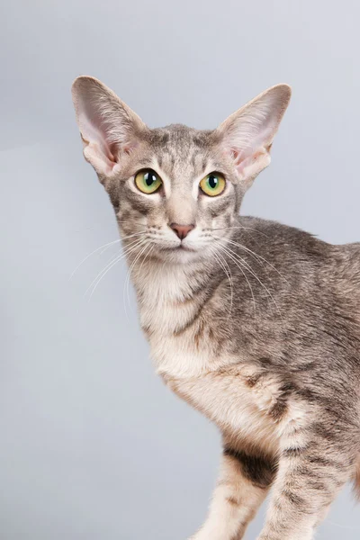 Studio portrait of tabby siamese cat — Stock Photo, Image