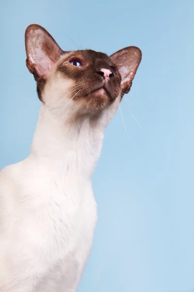 Siamese kat — Stockfoto