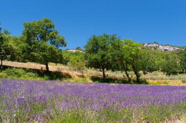 Fransız luberon manzara