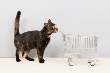 alışveriş sepeti ile kaplumbağa kabuğu kedi