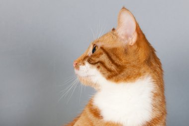 gri zemin üzerine kırmızı tekir kedi