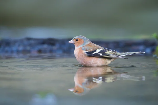 Buchfink im Wasser — Stockfoto