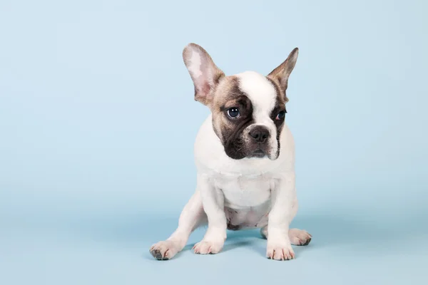 Franse bulldog puppy — Stockfoto