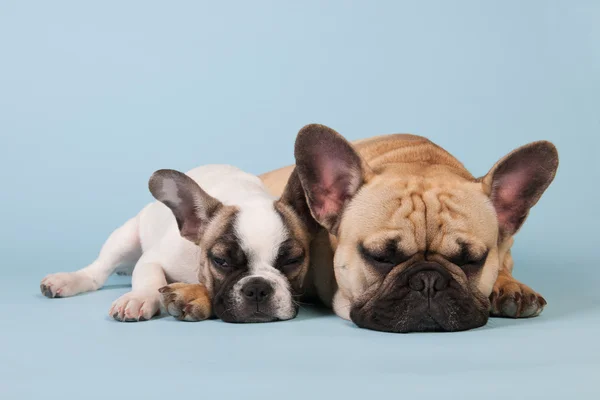 Franska bulldoggar på blå bakgrund — Stockfoto