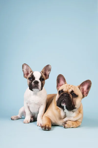 French bulldogs laying on blue background — Stock Photo, Image