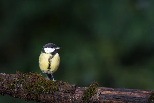 Koňadra na stromě — Stock fotografie