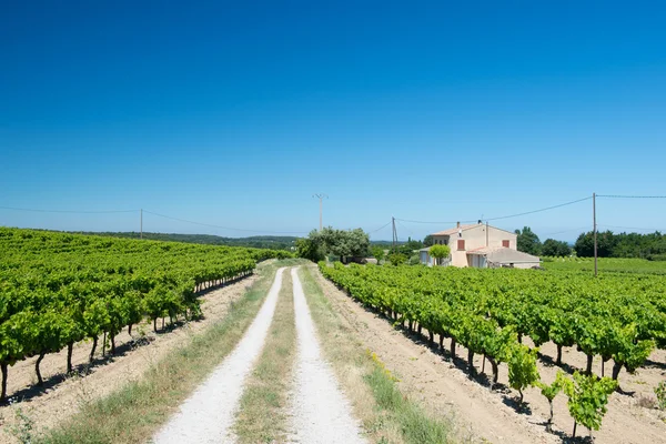 Weinberg in Frankreich — Stockfoto