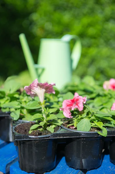 Petunias for the garden — Stock Photo, Image