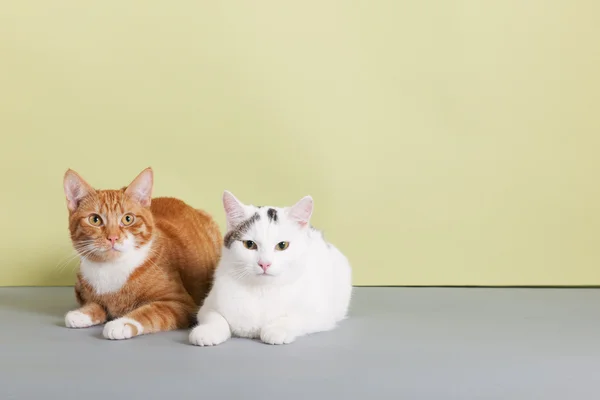 Rote und weiße Katze — Stockfoto