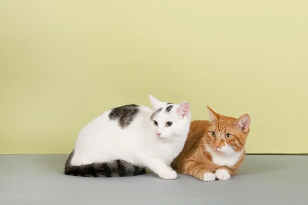 Rote und weiße Katze — Stockfoto