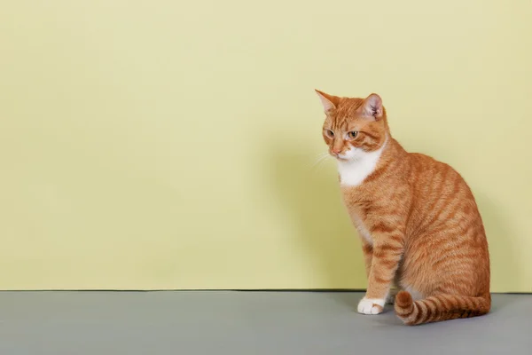 Rot gestromte Katze auf grünem Hintergrund — Stockfoto