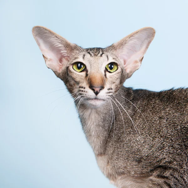 Studio portret pieczęć pręgowany kot Syjamski — Zdjęcie stockowe
