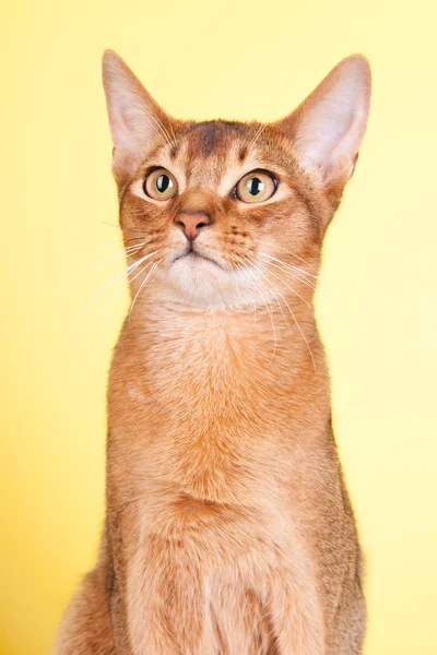 Abyssinian cat — Stock Photo, Image