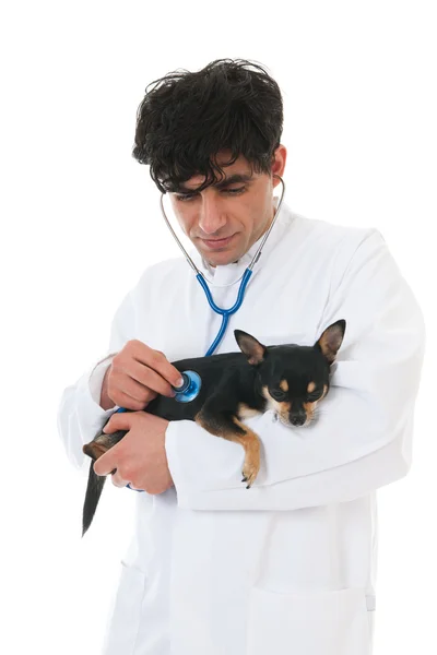 Veterinär med hund — Stockfoto