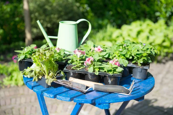 Plantas para o jardim — Fotografia de Stock