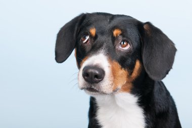 portre sennen hund