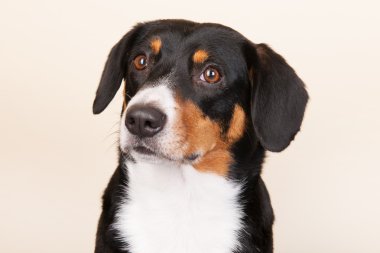 portre sennen hund
