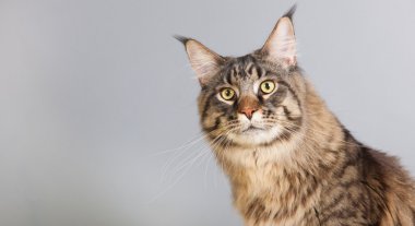 Maine coon kedi gri