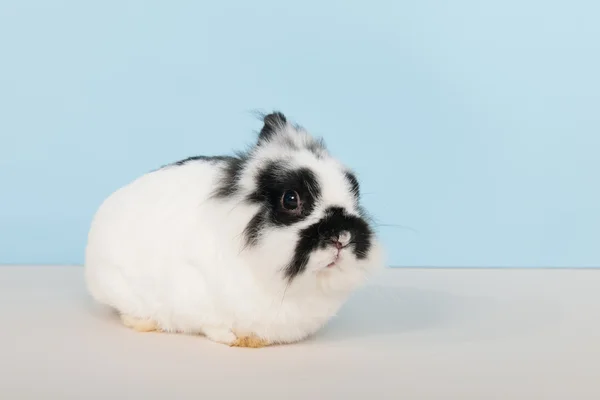 Svart och vit kanin — Stockfoto