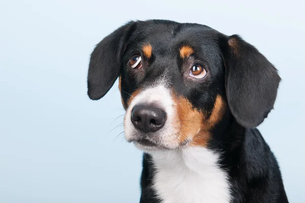 Portret sennen hund — Zdjęcie stockowe