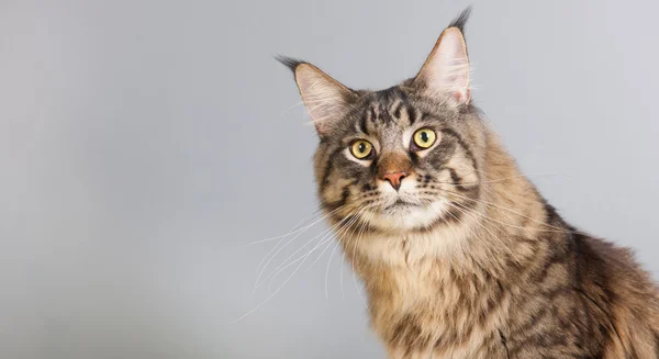 Maine gatto procione su grigio — Foto Stock