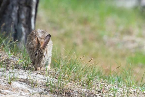 ヨーロッパのウサギ — ストック写真