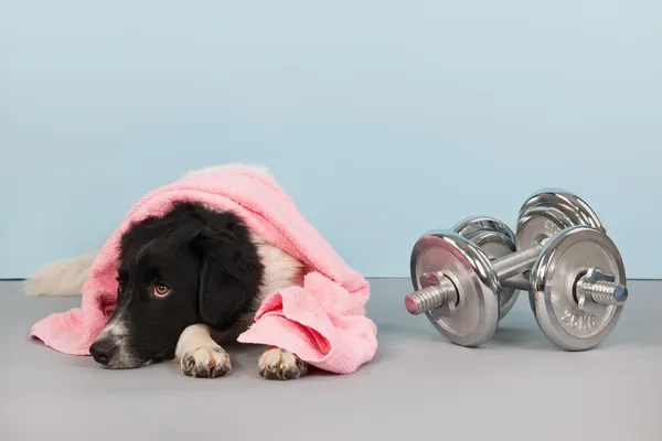 Perro con mancuernas y toalla — Foto de Stock