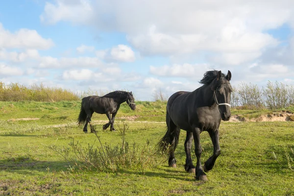 Frisian horses — Stock Photo, Image