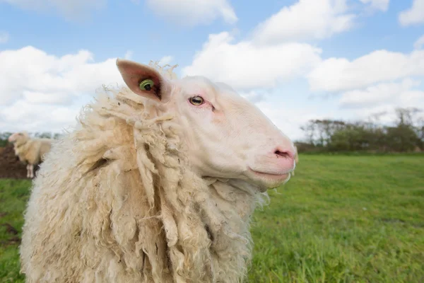 Овцы на голландском острове Тершеллинг — стоковое фото