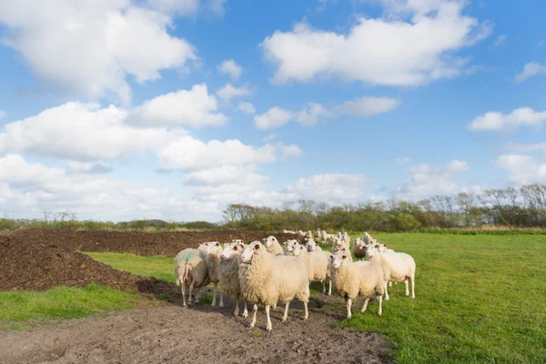 Sheep at Dutch wadden island Terschelling — Stock Photo, Image