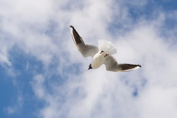 Flygande svarthuvad mås — Stockfoto