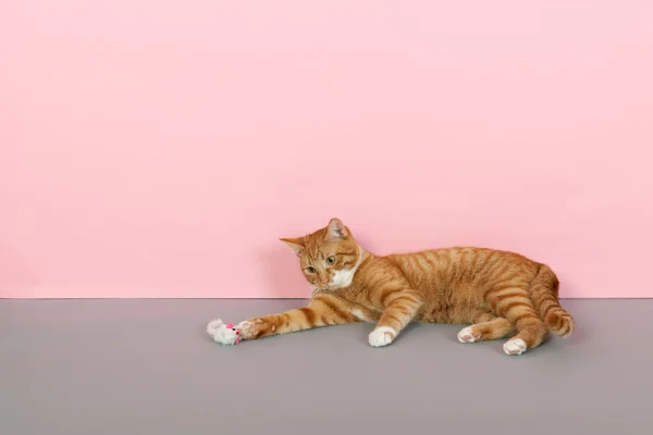 Playing red tabby cat — Stock Photo, Image