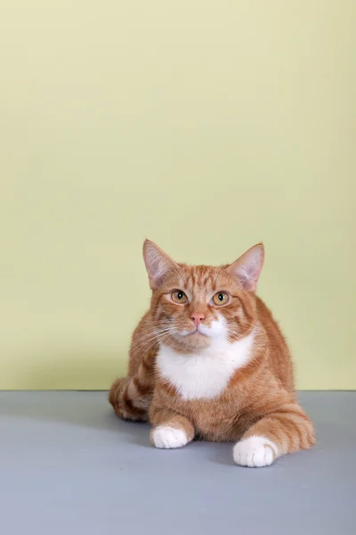 Rot gestromte Katze auf grünem Hintergrund — Stockfoto