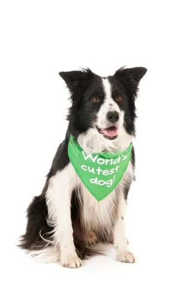 Border collie werelds leukste hond — Stockfoto