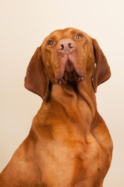 Macar veya magyar vizsla
