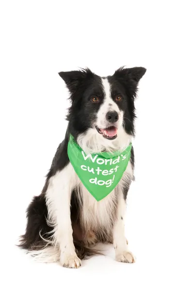 Border collie world's cutest dog — Stock Photo, Image