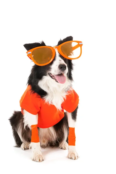 Hond als voetbal supporter — Stockfoto