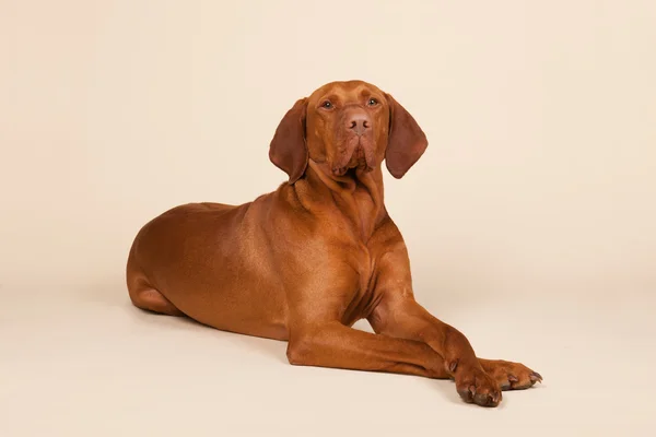 Ungarisch oder magyar vizsla — Stockfoto