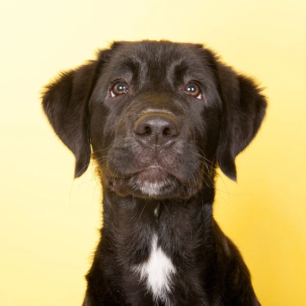Cruz raza perro retrato —  Fotos de Stock