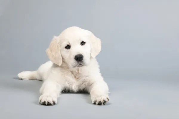 Puppy golden retreiver — Stock Photo, Image
