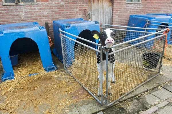 Giovane vitello in azienda — Foto Stock