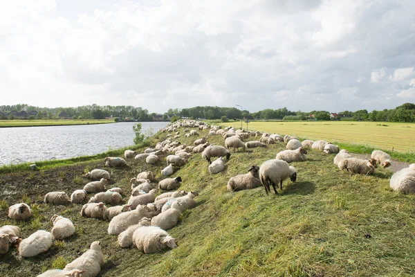 Sheep on the dyke — Stock Photo, Image