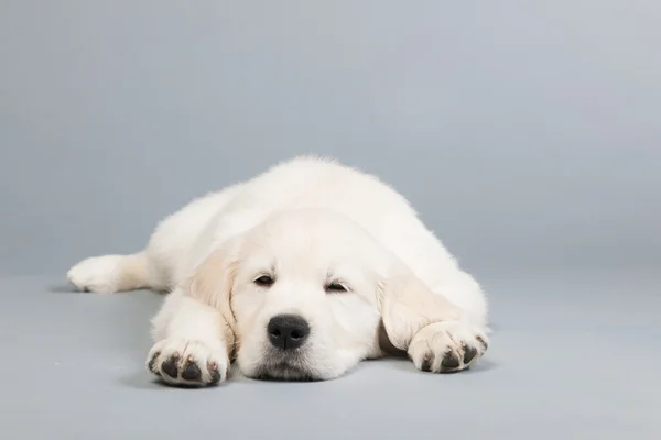 Puppy golden retreiver — Stockfoto