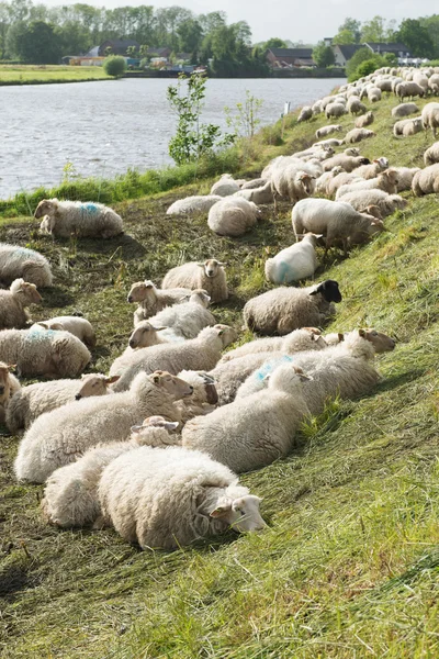 Moutons sur la digue — Photo