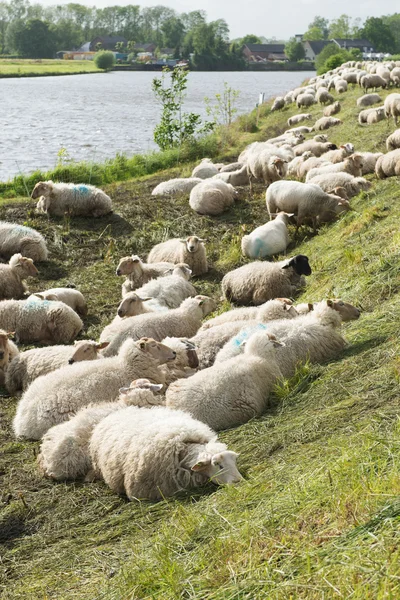 Schapen op de dijk — Stockfoto