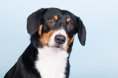 portre sennen hund